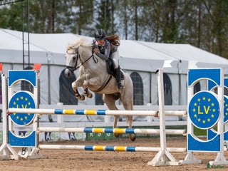 hästar Conemara sport pony i Stockholm - Annons 2