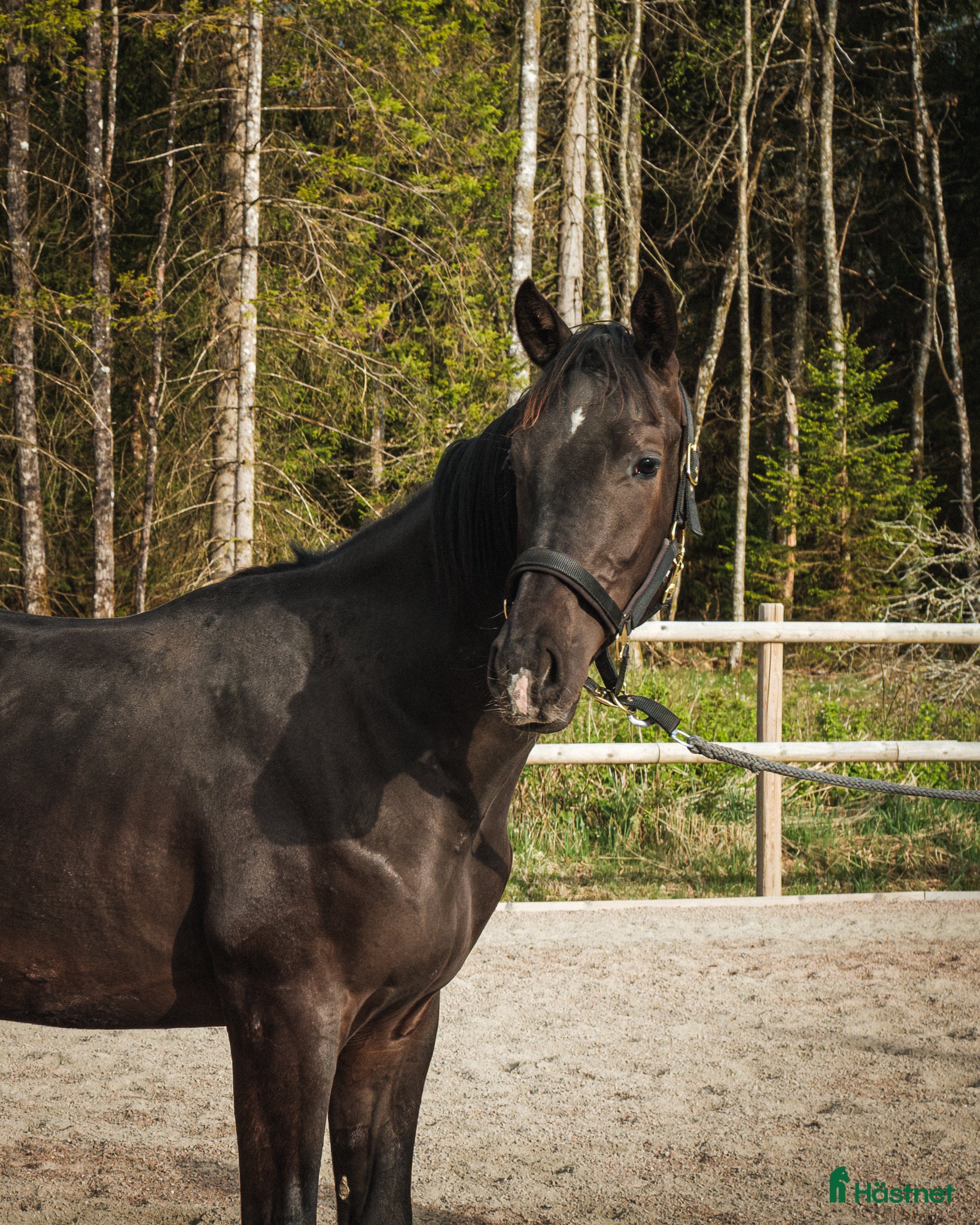 Dressyr hästar till salu: Framtidens dressyrstjärna e. Skyline To B-Negro - Annons 1