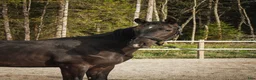 Dressyr hästar till salu: Framtidens dressyrstjärna e. Skyline To B-Negro - Annons 1