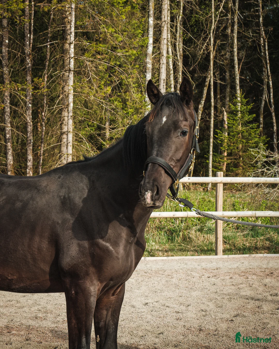 Dressyr hästar till salu: Framtidens dressyrstjärna e. Skyline To B-Negro - Annons 1