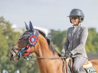 hästar Fint SWB sto - Annons 1