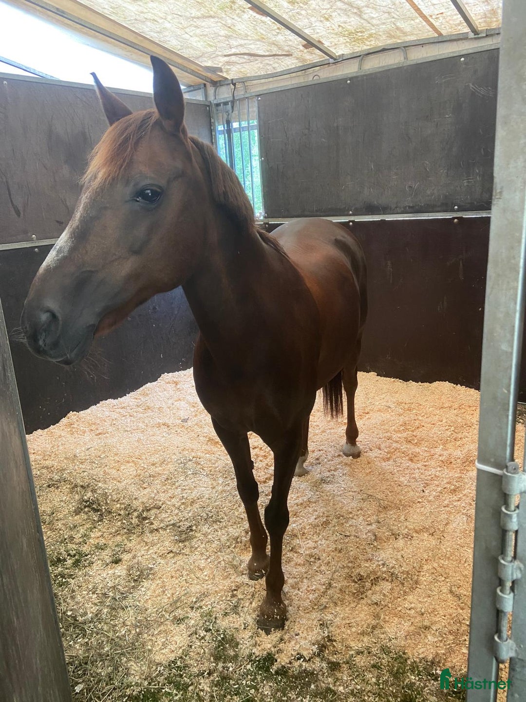 Hoppning hästar till salu: Fantastisk Läromästare  i Sävsjö - Annons 3