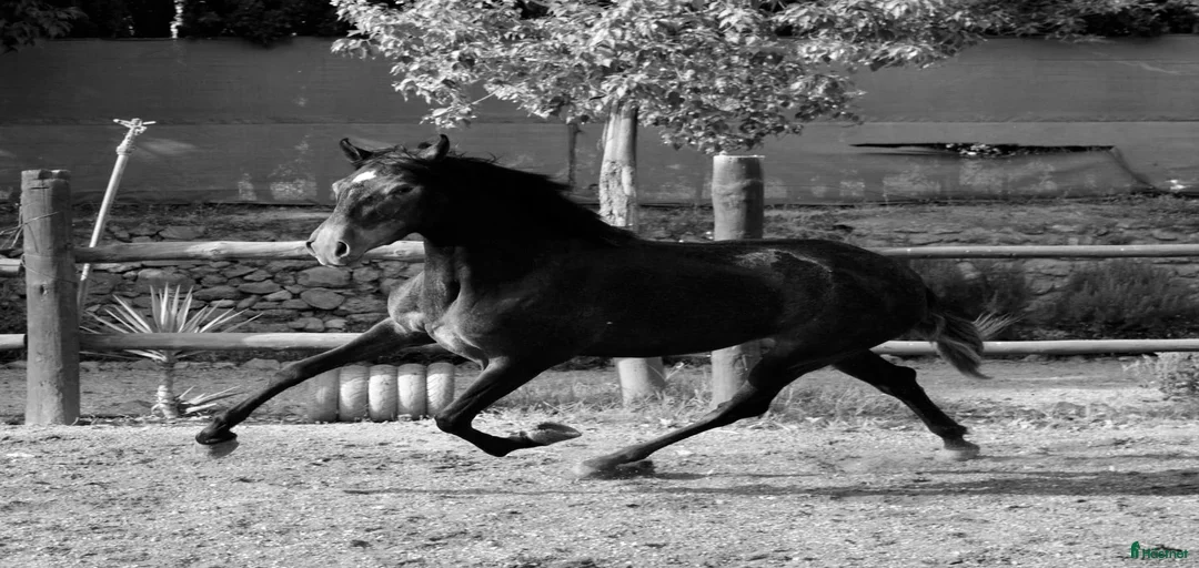 Galleribild {{count}}