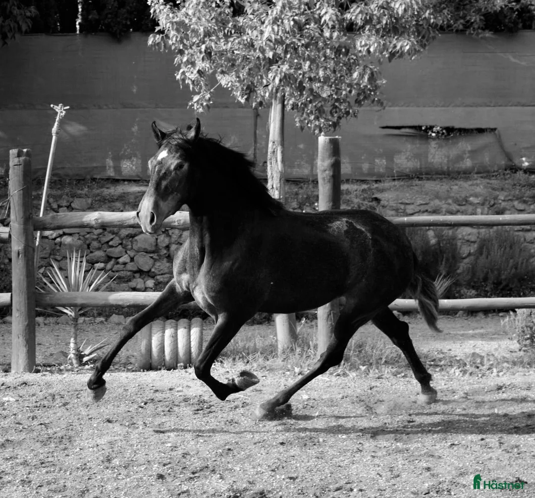 Galleribild {{count}}