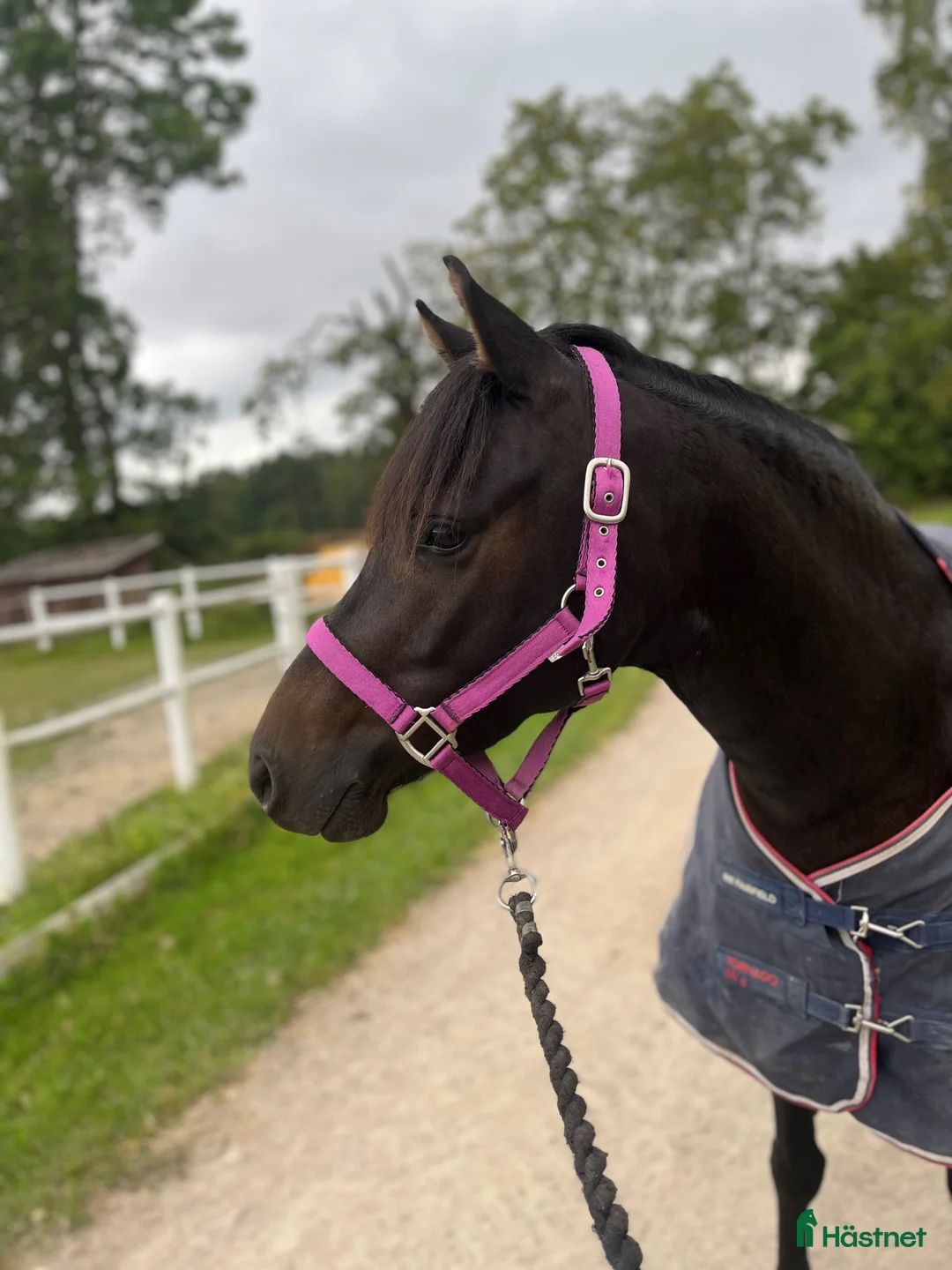  foderhäst finnes: Samarbete ungponny - Annons 2