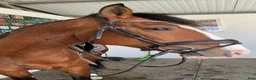 Working Equitation hästar till salu: Slående vacker lusitano för dressyr och WE - Annons 9