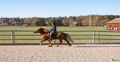  hästar i Nyköping - Annons 12