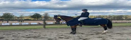 Hoppning hästar till salu: Charmig tjej med hjärta av guld  - Annons 1