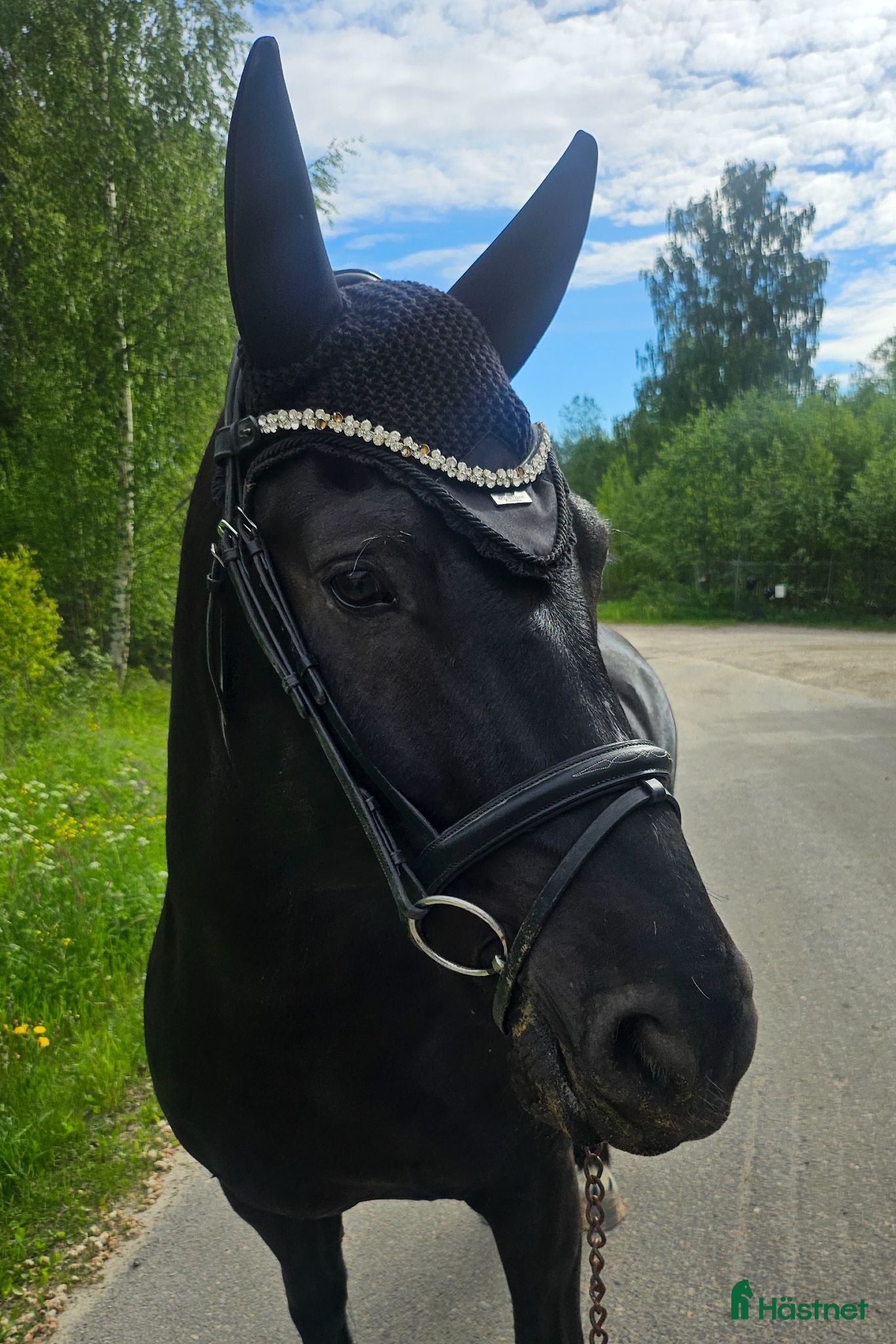  hästar Trevlig kille - Annons 1