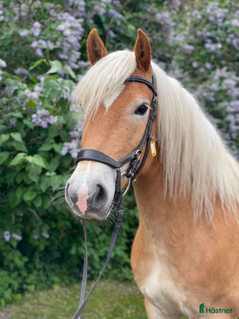  hästar Trevlig haflinger  - Annons 2