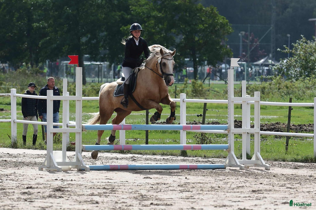 Allround hästar till salu: Träning, tävling och ponnybus i Väröbacka - Annons 5