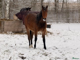 hästar Blivande 2 åring Kat D i Vimmerby - Annons 15