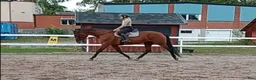 Allround hästar till salu: AMAZING VERSATILE PAIR 💝 - Annons 5