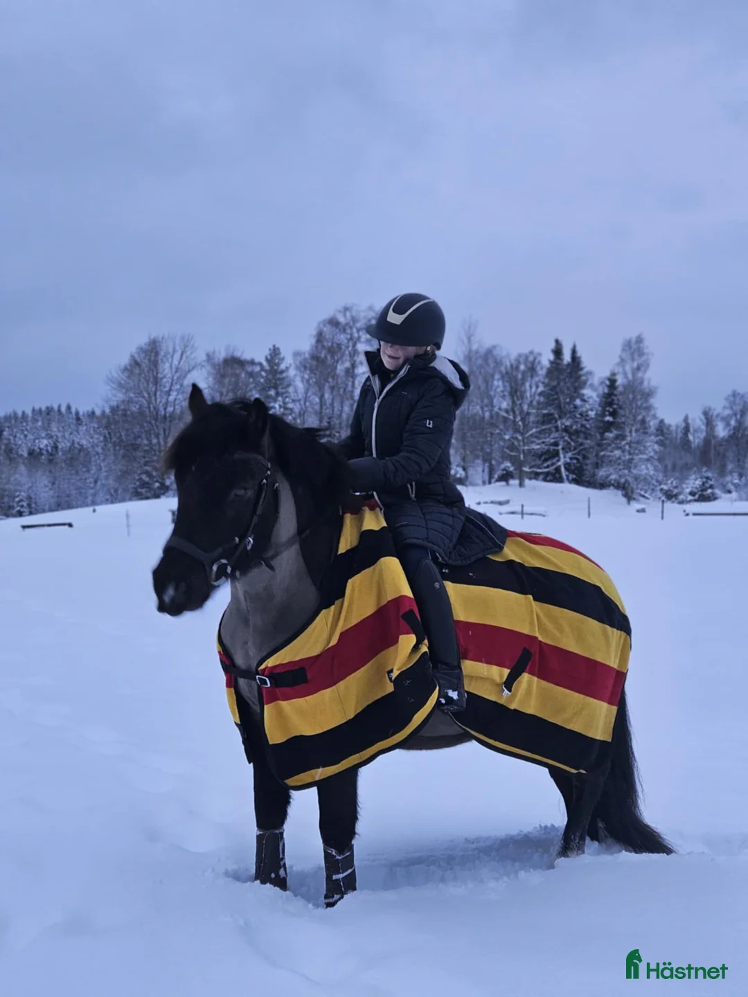 Allround hästar till salu: karaktäristisk allround ponny  i Moheda - Annons 7