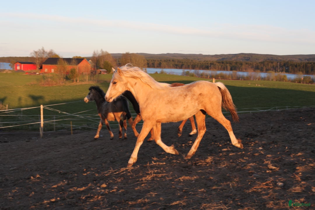 Allround hästar till salu: Vems drömponny? i Mörsil - Annons 5