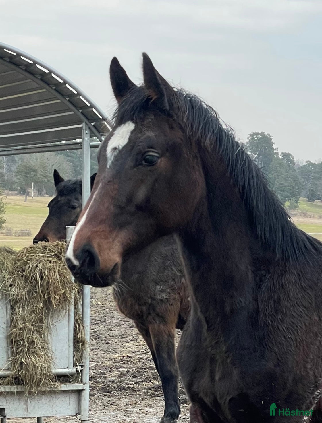  hästar Toppstammad häst för framtiden 🌟 - Annons 1