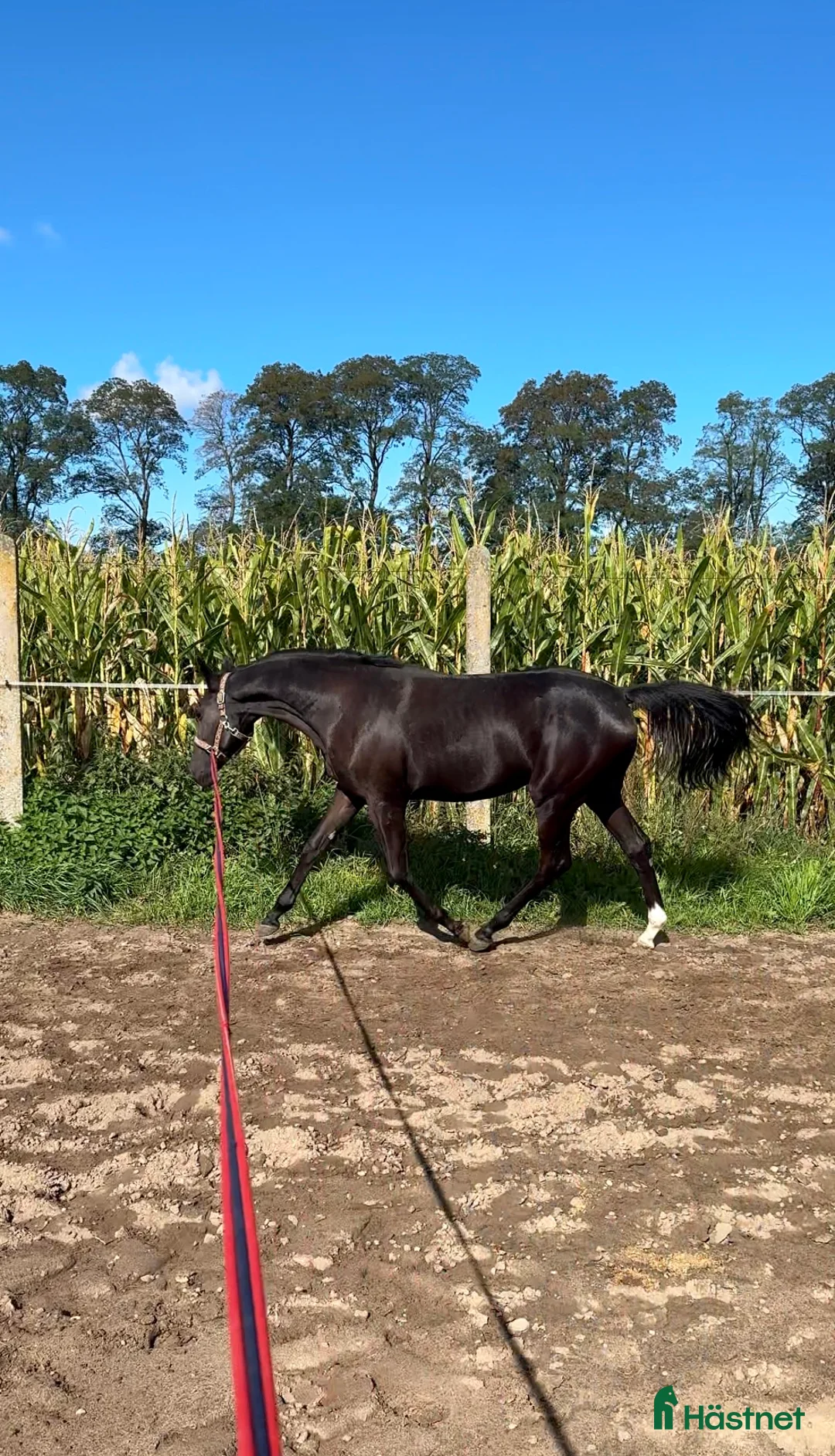 Övrigt hästar till salu: Lovande sto i Kristianstad - Annons 6