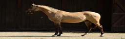 Dressyr hästar till salu: Beautifull sport pony! - Annons 3