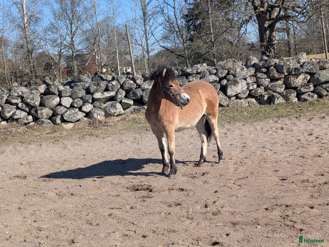 Allround hästar till salu: Super social åring - Annons 1