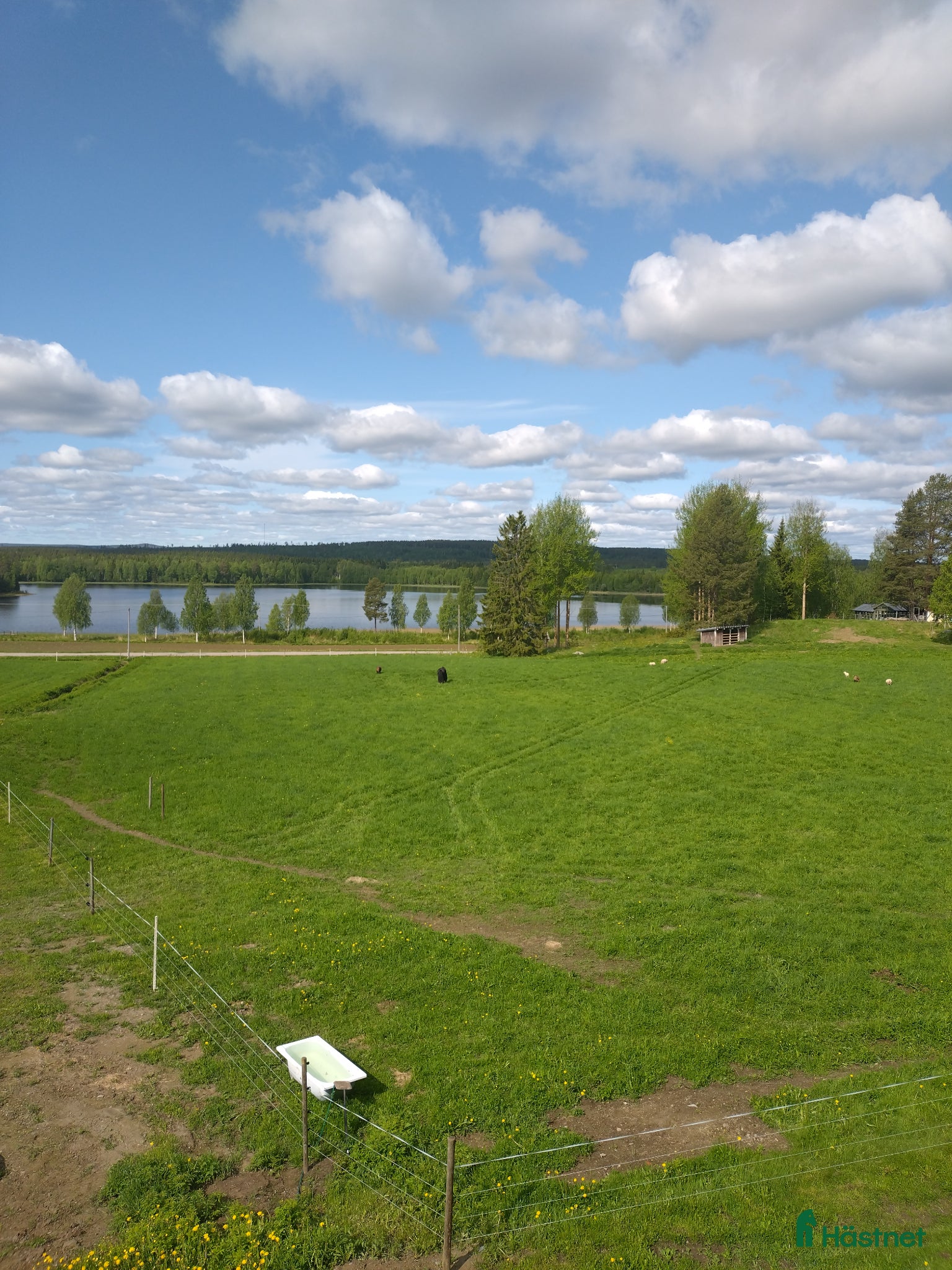  hästar Trygg sällskapshäst sökes - Annons 1