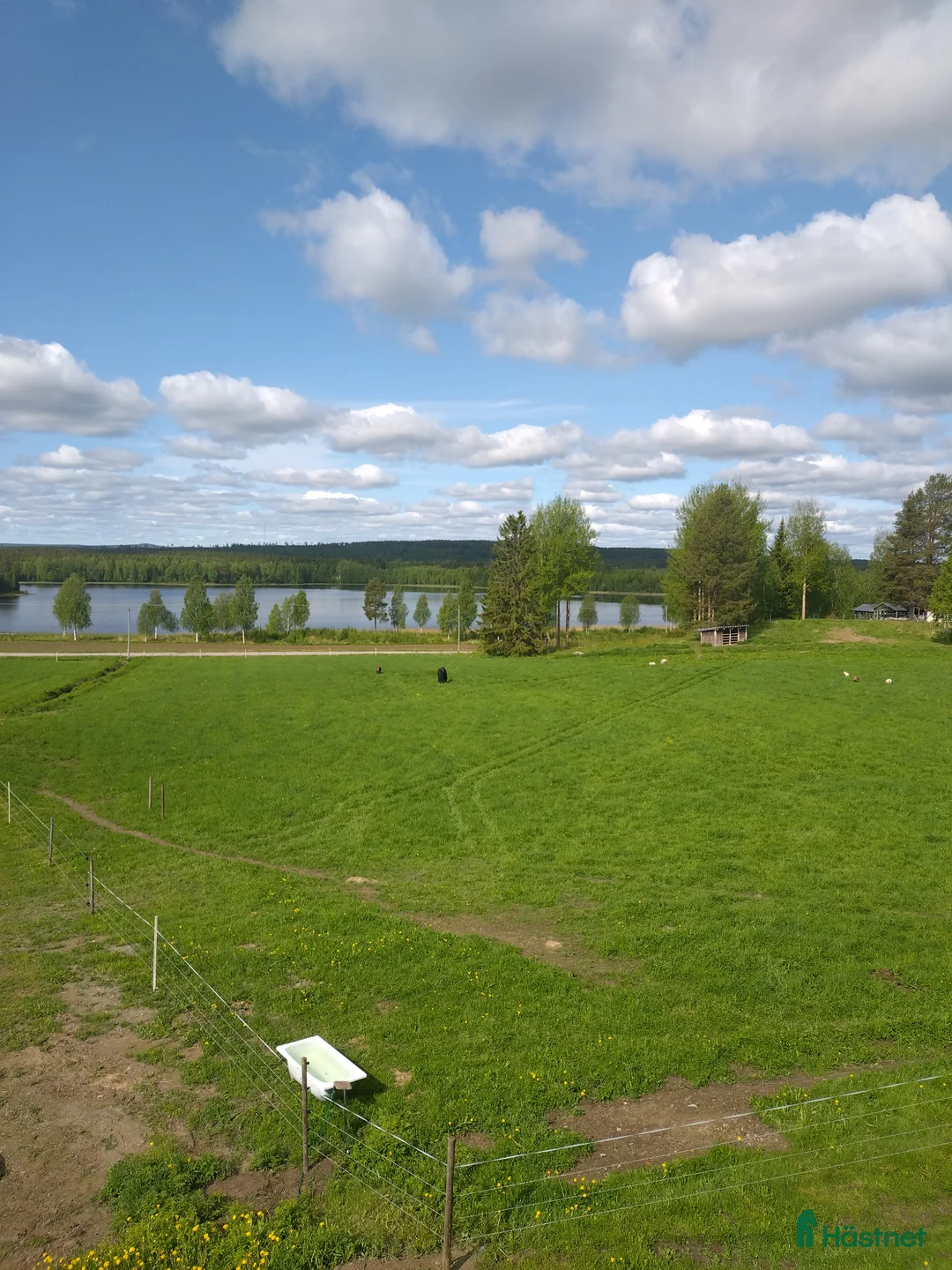 Sällskap hästar sökes: Trygg sällskapshäst sökes - Annons 1