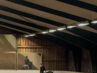 medryttarhäst sökes: Medryttarhäst sökes i Bålsta - Annons 17