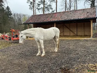 hästar Cool och snäll kille - Annons 12