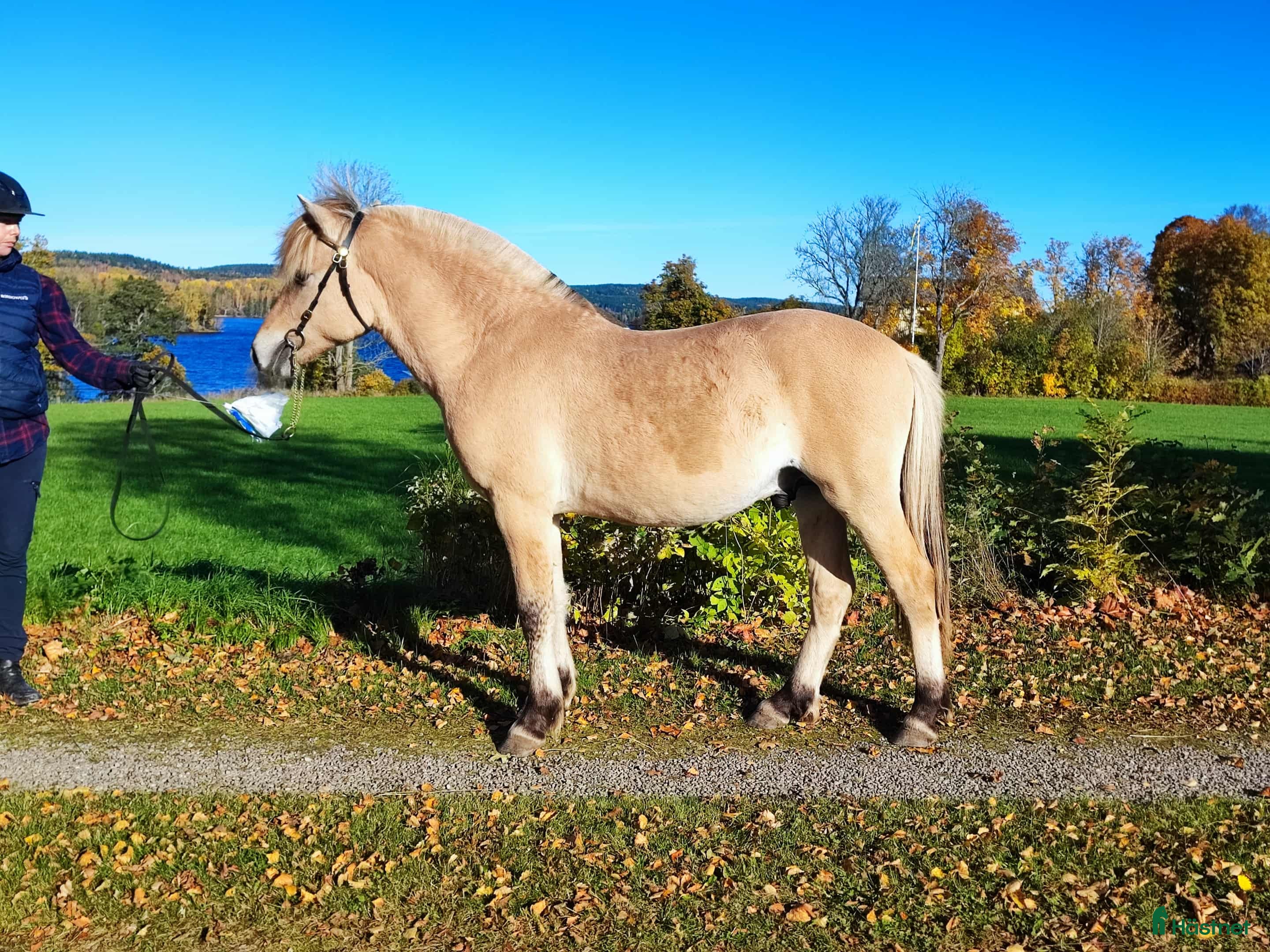  hästar  3 Fjordhingstar i Långserud - Annons 8