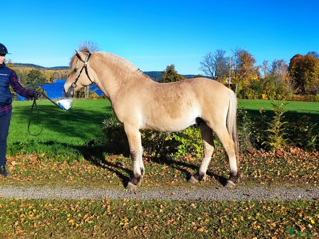 Allround hästar till salu:  3 Fjordhingstar i Långserud - Annons 1
