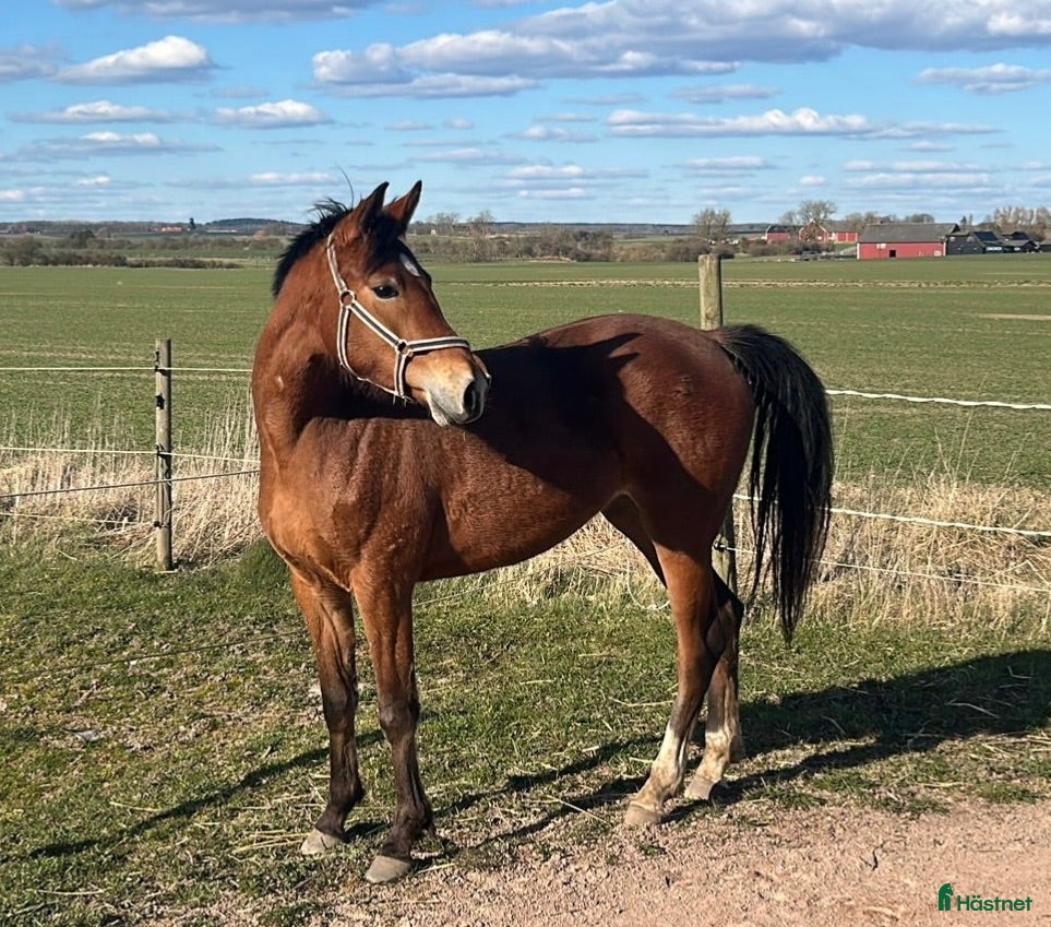  hästar Welsh partbred för framtiden - Annons 3