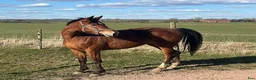 Avelshästar hästar till salu: Welsh partbred för framtiden i Marieholm - Annons 1