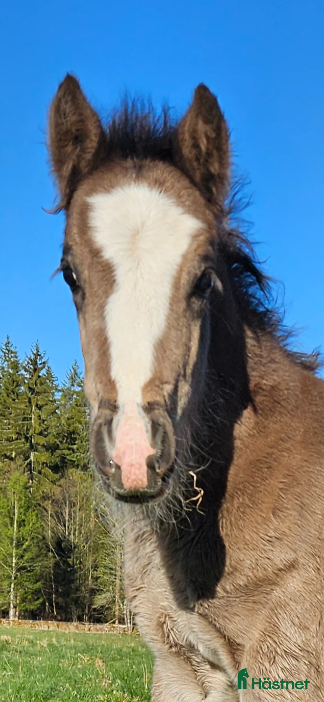 Allround hästar till salu: Stor svart irishcob hingst toppstammad! - Annons 1