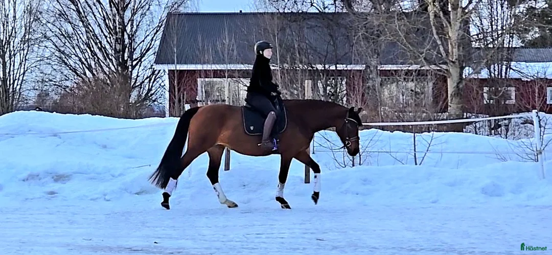 Dressyr hästar till salu: Vill du vara med redan från början? *tillfälle* - Annons 2