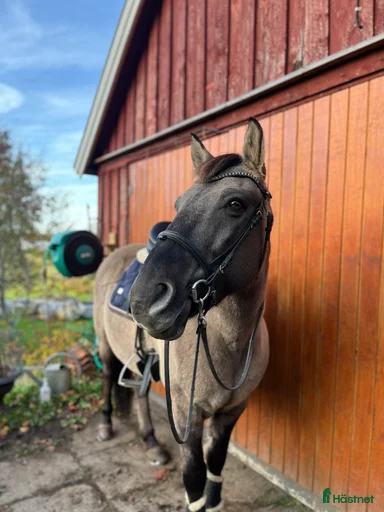 Galleribild {{count}}