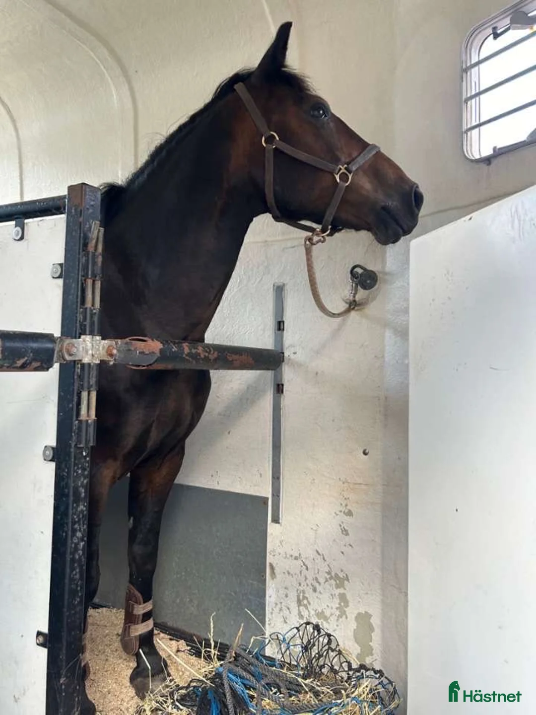 Allround hästar till salu: Maxad C-ponny, New Forest - Annons 3