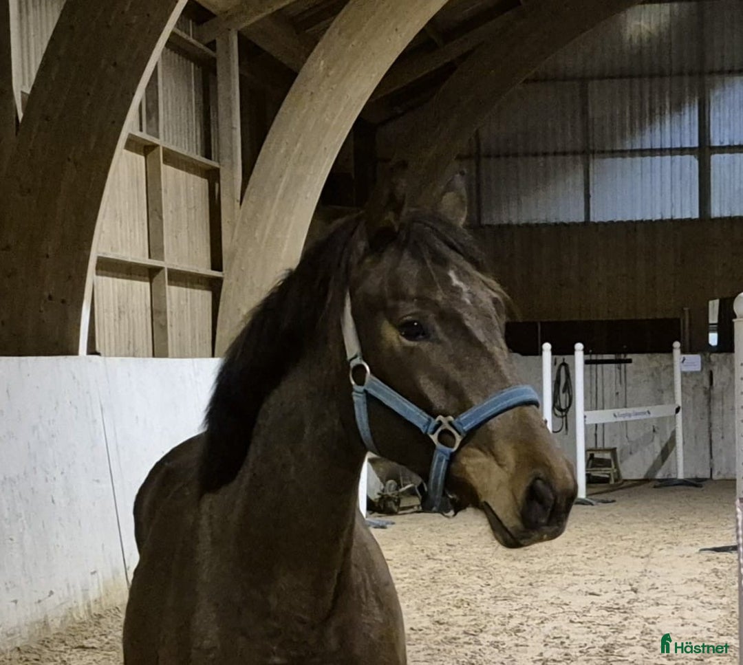 Allround hästar till salu: Vackert sto!! i Löberöd - Annons 1