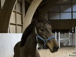 hästar i Löberöd - Annons 2