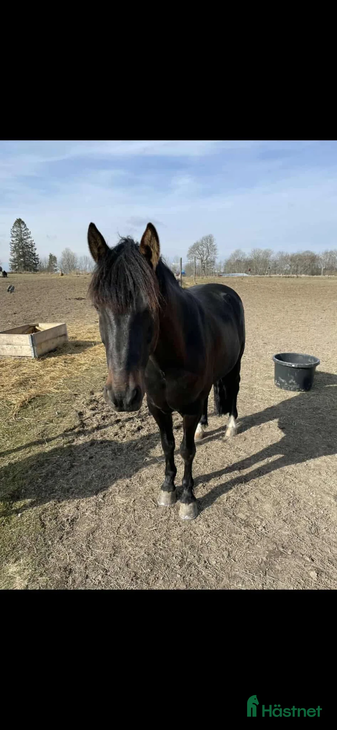  foderhäst finnes: Halvfodervärd sökes i Sturefors - Annons 1