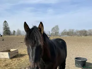 foderhäst Halvfodervärd sökes i Sturefors - Annons 12
