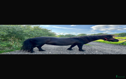 Allround hästar till salu: Snäll shetlandsponnyn  i Höör - Annons 1