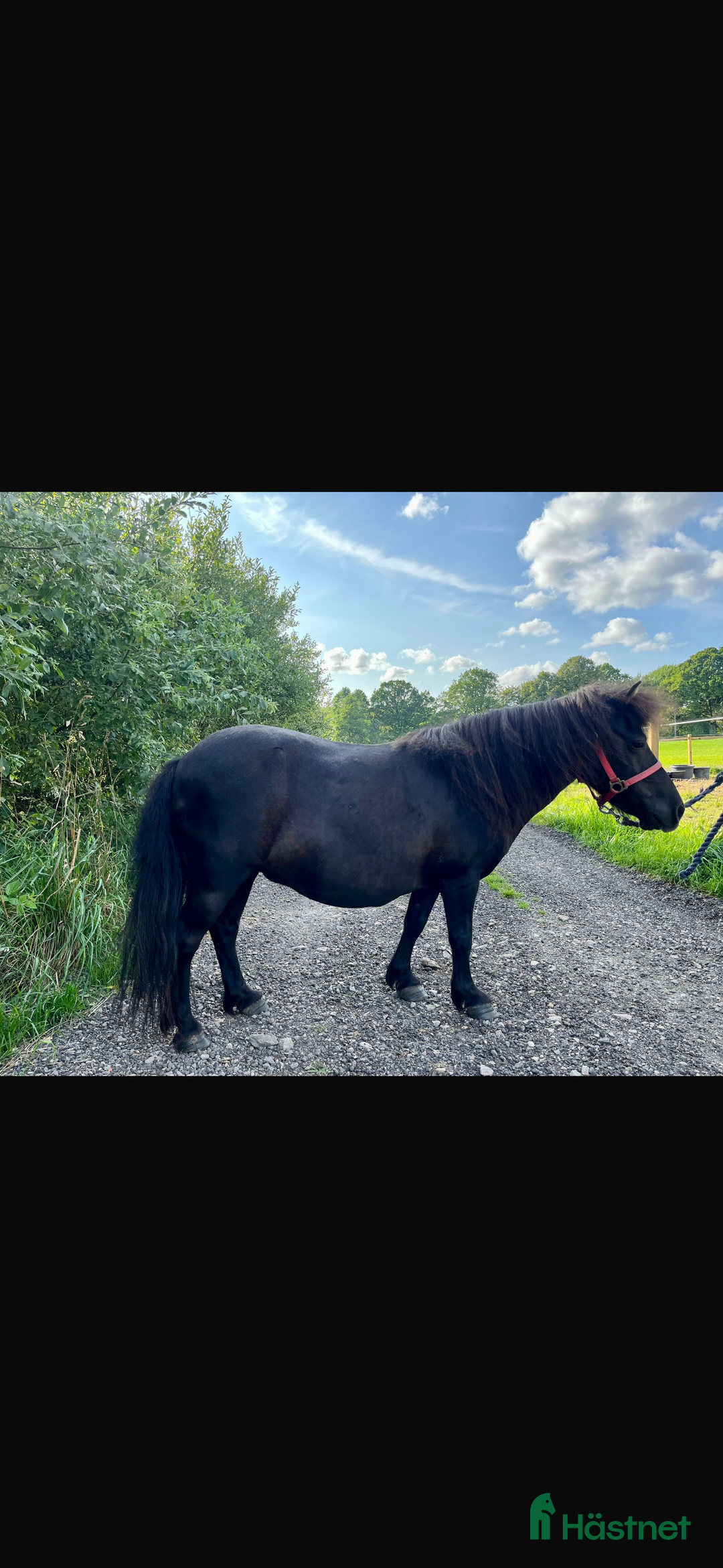 Allround hästar till salu: Snäll shetlandsponnyn  i Höör - Annons 1