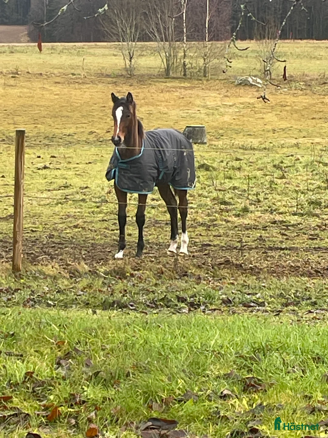 Hoppning hästar till salu: Golden cross stoföl e Favorit Ask   i Hjo - Annons 2