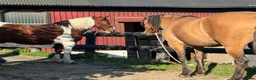 Övrigt hästar till salu: Mustangkorsning - Annons 5