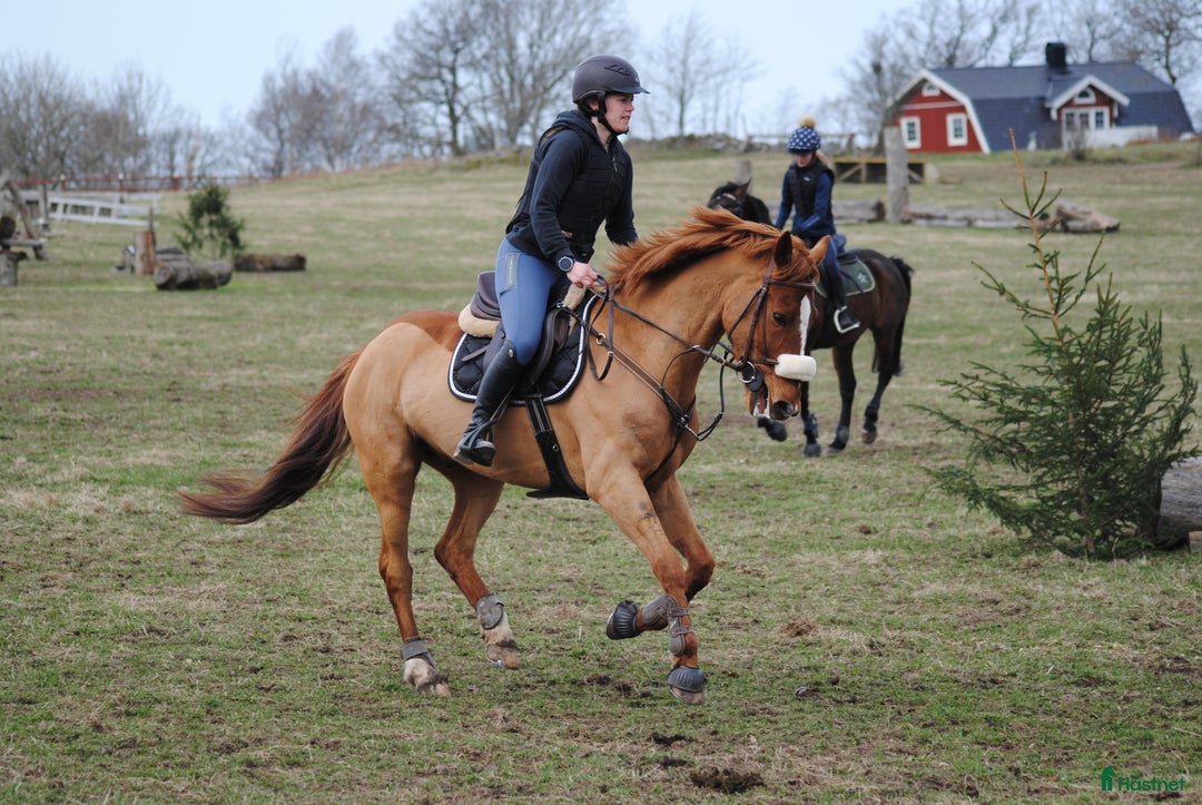  hästservice finnes: inridning & utbildning i Simlångsdalen - Annons 3