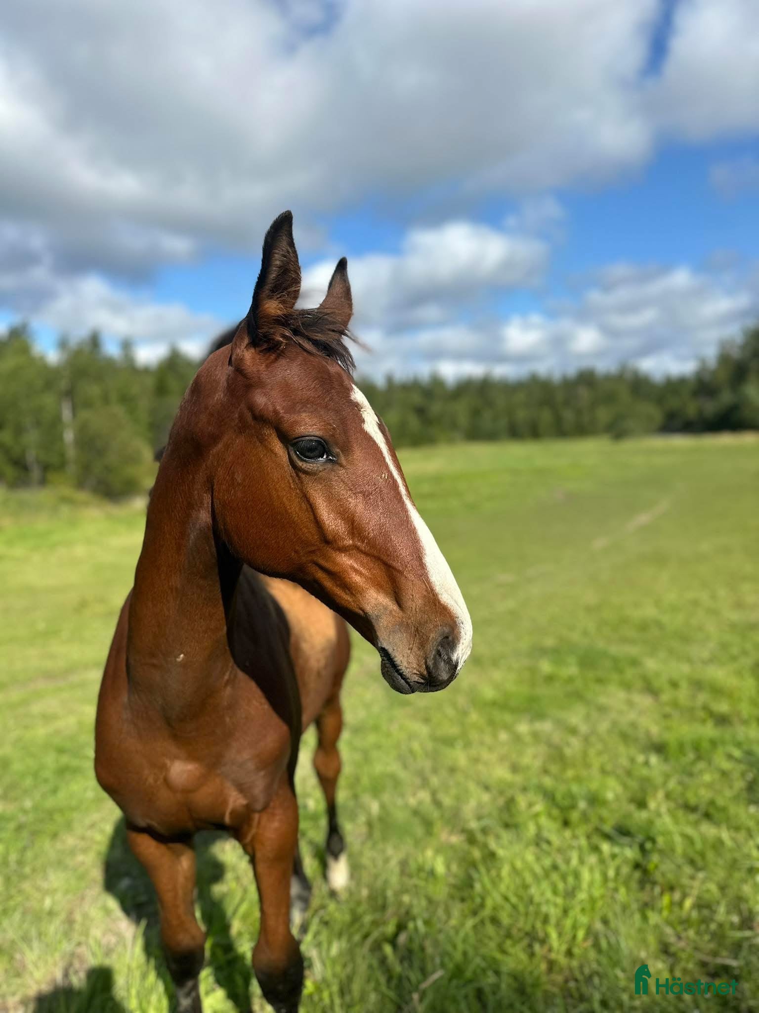  hästar Stoföl med fint möderne  i Björnlunda - Annons 21