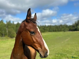 hästar Stoföl med fint möderne i Björnlunda - Annons 14