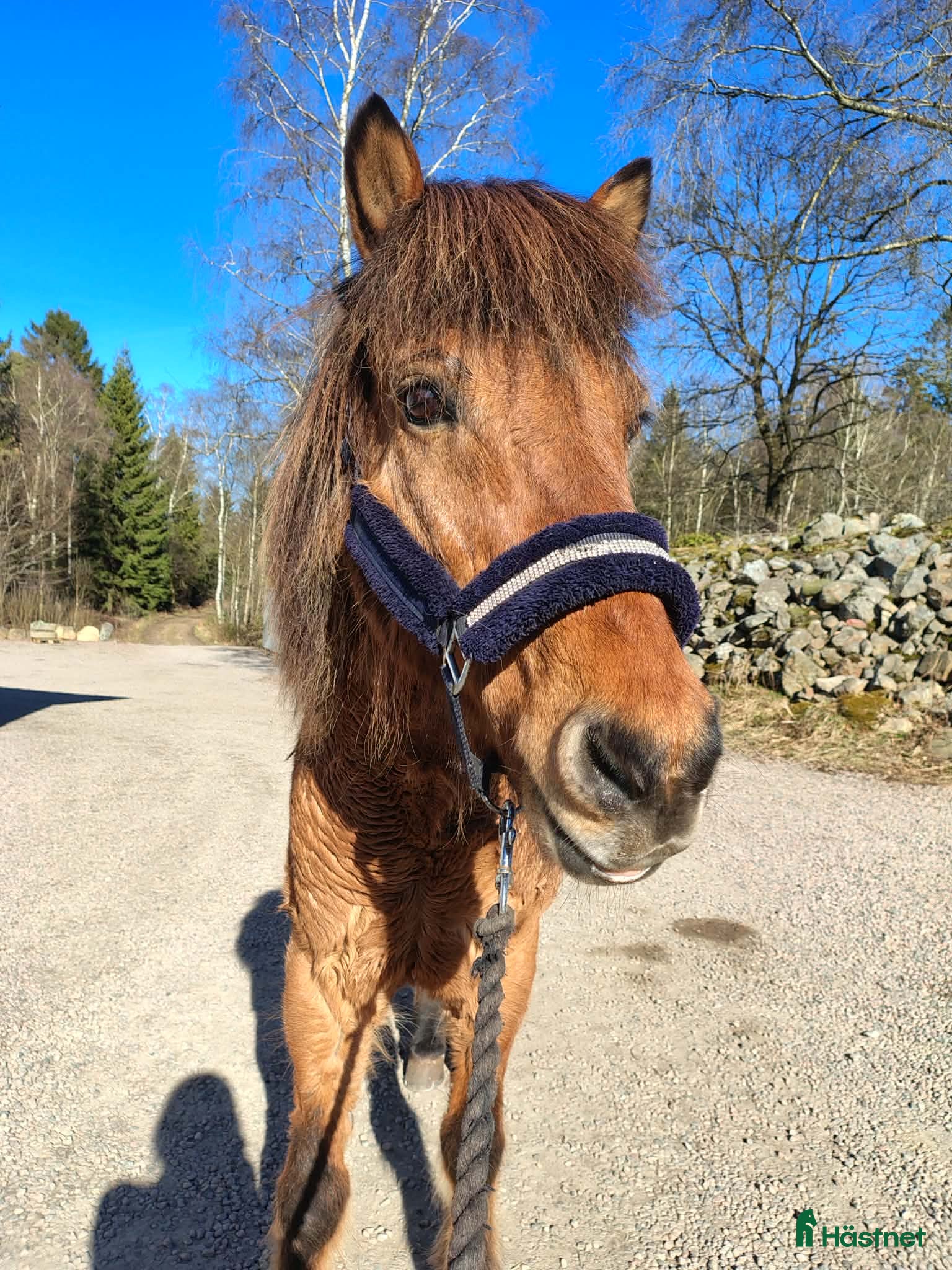 Island hästar till salu: Töltmoppe till salu eller bytes - Annons 1