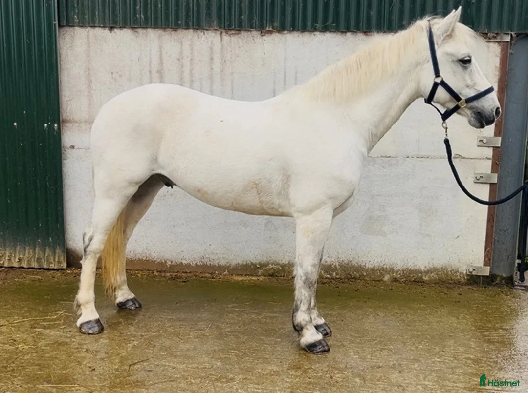 Allround hästar till salu: 5yo Connemara gelding - Annons 12