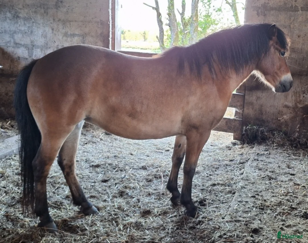 Allround hästar till salu: Gotlandsruss  i Munka-ljungby - Annons 2