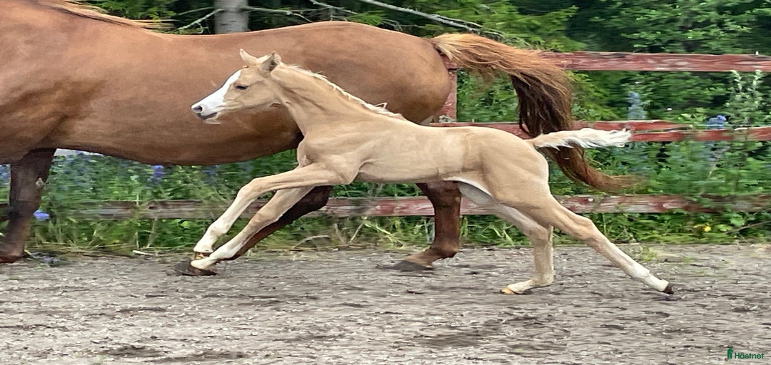 Galleribild {{count}}